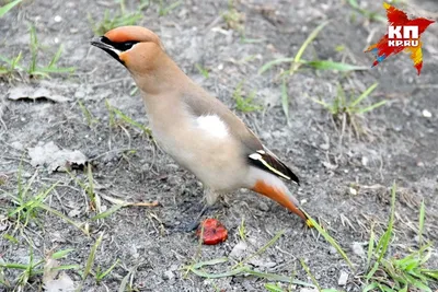 Waxwing - a bird with a crest. - YouTube