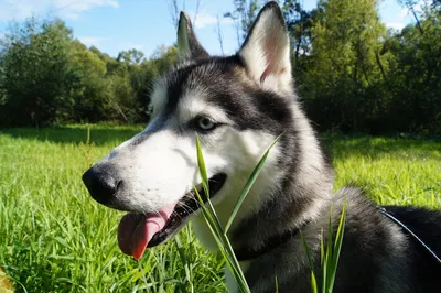 Сыпь ещё, говорю тебе, сыыыыпь!🐕😁 Говорит мне собака, когда съела свою  порцию Alleva @health_of_your_pet 😋🤭🤭🤭 У меня той-терьер и корм… |  Instagram