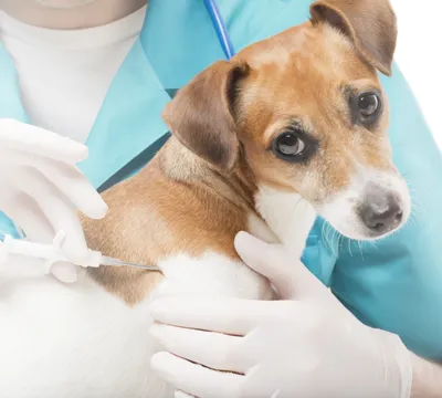 CitoDerm спрей противогрибковый+ для кошек и собак, 50 мл - купить с  доставкой по выгодным ценам в интернет-магазине OZON (896475035)