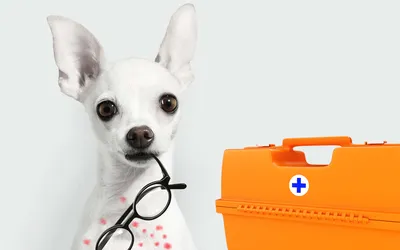 Висипи на животі собаки - що робити? - PetCare