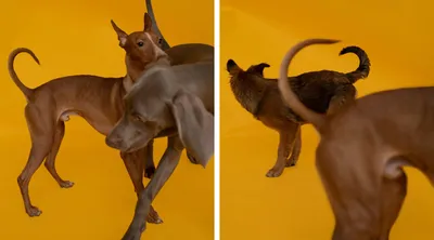 Сыпь ещё, говорю тебе, сыыыыпь!🐕😁 Говорит мне собака, когда съела свою  порцию Alleva @health_of_your_pet 😋🤭🤭🤭 У меня той-терьер и корм… |  Instagram