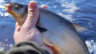 Вяленый рыбец - Fishmarket - магазин рыбы и морепродуктов