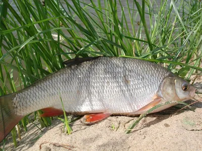 Язь — «золотая голова» - Fishmarket - Пресноводные рыбы