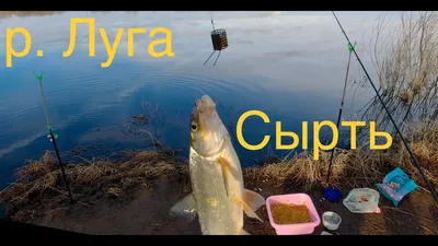 СЫРТЬ ПОШЛА! Ловля сырти на фидер и донку | Рыбалка удалась - YouTube