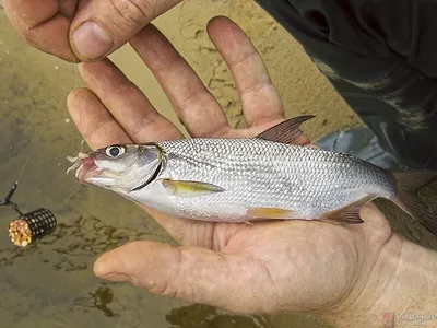 Весення ловля сырти в ЛО. | AKARA FISHING | Дзен