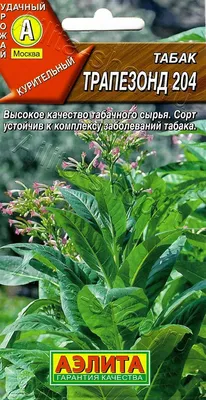 зеленый табак гайо. табак из ацехинезии Стоковое Фото - изображение  насчитывающей не, индонесия: 220337992