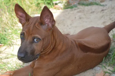 Тайский риджбек (Thai ridgeback dog) (Породы собак) тайская порода, риджбек  фото, риджбек купить, тайский риджбек фото, тайский риджбек купить, тайский  риджбек цена, щенки тайского риджбека Энциклопедия о животных EGIDA.BY