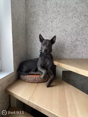 Тайский риджбек (Thai Ridgeback) - это очень умная, внимательная и  выносливая порода собак. Фото, отзывы, описание.