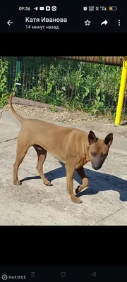 Тайская собака Ridgeback в траве Стоковое Изображение - изображение  насчитывающей трава, одно: 186400063