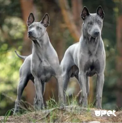 Тайская собака Ridgeback стоит на траве Стоковое Изображение - изображение  насчитывающей повиновение, мясоед: 99426649