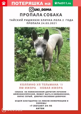 Тайская собака Ridgeback на черном фоне Портрет собаки в студии Стоковое  Изображение - изображение насчитывающей цвет, родословная: 167213563