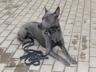 Тайская собака Ridgeback стоит на траве Стоковое Изображение - изображение  насчитывающей любимчик, разведенными: 99426397