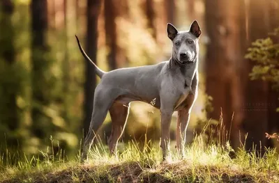 Красивая голубая тайская собака Ridgeback Стоковое Фото - изображение  насчитывающей мужчина, красивейшее: 103694554