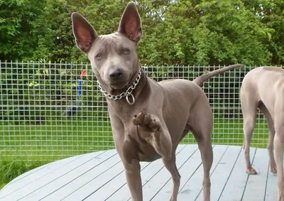 Пропала тайская риджбек в Санкт-Петербурге. | Pet911.ru
