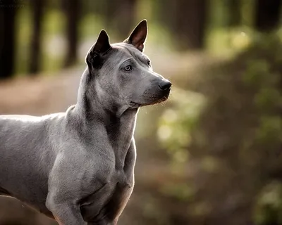 Тайский риджбек. Thai Ridgeback Dog | Facebook