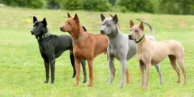 Тайский риджбек (Thai Ridgeback) - это очень умная, внимательная и  выносливая порода собак. Фото, отзывы, описание.