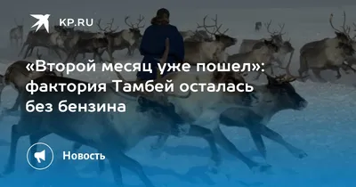 Шашка термовозгонная инсектицидная \" ТАМБЕЙ\", 200 гр Бруно интернет магазин  Бруно