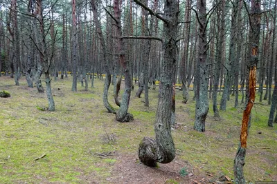 Танцующий лес на Куршской косе в Калининграде