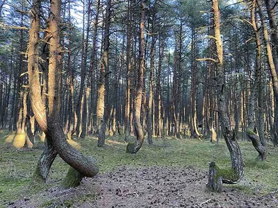 На Куршской косе закрывается на реконструкцию экотропа «Танцующий лес» -  Разное - Афиша Калининграда - Новый Калининград.Ru