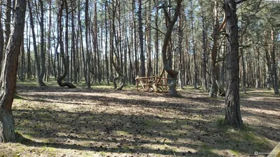 Фото: Танцующий лес, природа, Калининградская область, Зеленоградский  городской округ, Куршская коса — Яндекс Карты