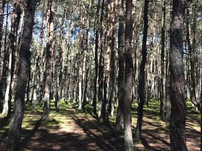 В Калининграде на острове Канта появилось новое игровое пространство для  детей — Вести-Калининград