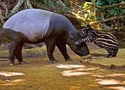 PDF) Roadkills of Lowland Tapir Tapirus terrestris (Mammalia:  Perissodactyla: Tapiridae) in one of its last refuges in the Atlantic Forest