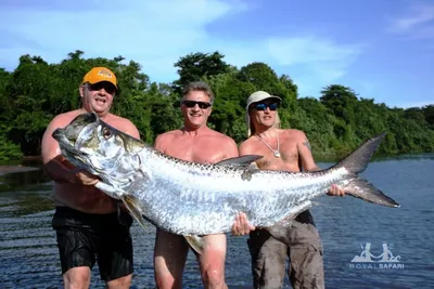 Флорида » Тарпон (Tarpon, Megalops atlanticus)