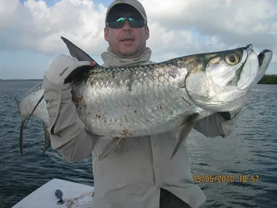 Флорида » Тарпон (Tarpon, Megalops atlanticus)