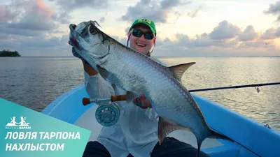 Atlantic Тарпона (Megalops Atlanticus). Морские Рыбы. Фотография, картинки,  изображения и сток-фотография без роялти. Image 72161941