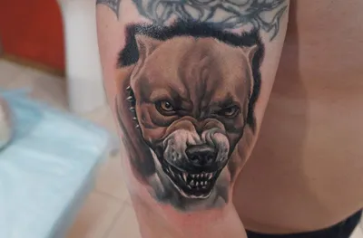 ТАТУ СОБАКА - KOT Tattoo Studio
