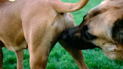 Течка у собак: признаки, когда начинается, сколько идет | FriendForPet