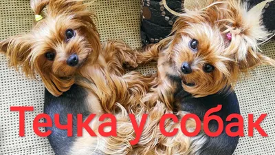 Течка у собак: признаки, когда начинается, сколько идет | FriendForPet