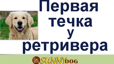 Петля при течке (73 фото) - картинки sobakovod.club