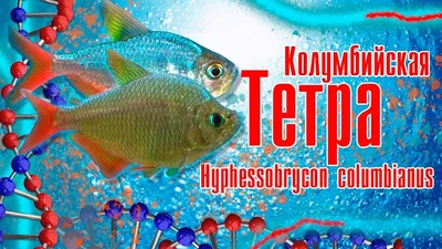 Аквариумная рыбка Эритрозонус - тетра светлячок. Купить аквариумных рыбок