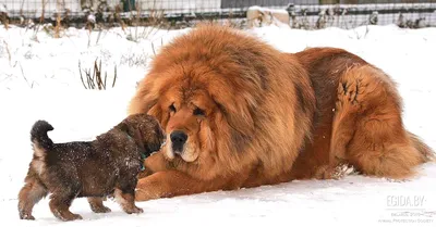 Тибетский мастиф (Tibetan mastiff) (Породы собак) мастиф собака, тибетский  мастиф фото, тибетский мастиф цена, тибетский мастиф купить, щенки  тибетского мастифа, собака тибетский мастиф, мастиф купить Энциклопедия о  животных EGIDA.BY