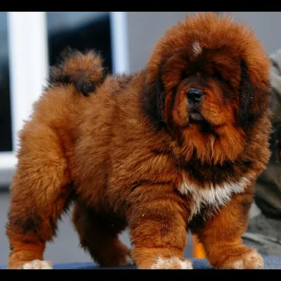 Tibetan mastiff puppy | Tibetan mastiff puppy, Mastiff puppies, Tibetan  mastiff