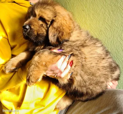 Тибетский спаниель (Tibetan Spaniel) - это умная, дружелюбная и игривая порода  собак. Фото, описание и отзывы.