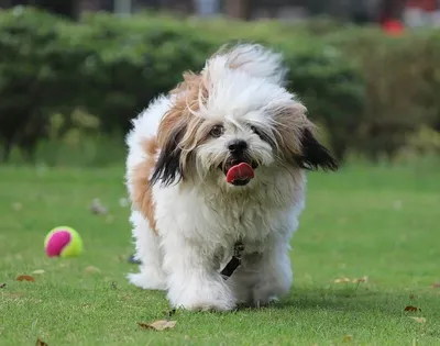 Тибетский терьер (Tibetan Terrier) - это умная, нежная и игривая порода  собак. Фото, описание и отзывы.