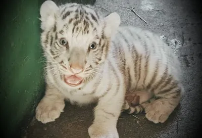 🐅Тигрёнок❤️ Маленький тигрёнок …» — создано в Шедевруме