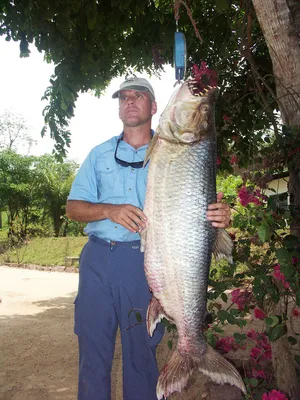 BIG TIGER FISH: Goliath-river monster! Fish that eats crocodiles | facts  about predatory fish - YouTube