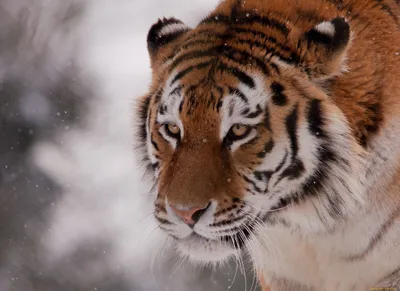 Desktop Wallpapers Tigers Pond Reflection animal 640x960