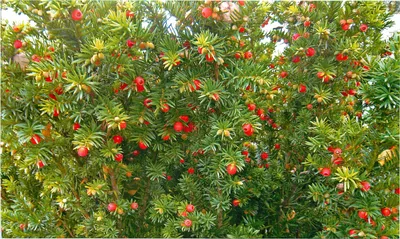 Тис ягодный (Taxus baccata) купить по цене . в Москве в садовом центре