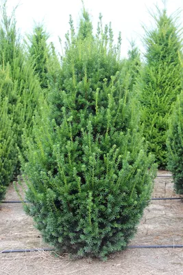 Тис ягодный \"Taxus\"