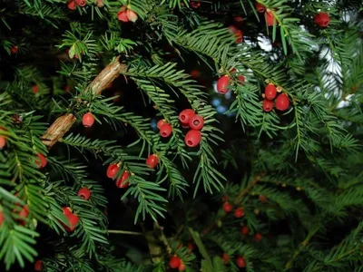 Тис ягодный 🌲 по выгодной цене в Москве - купить Taxus Baccata в питомнике  «Зеленый Рай»