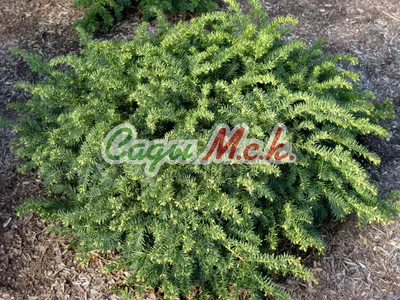 Тис ягодный Taxus baccata купить в Москве саженцы из питомника Greenpoint24