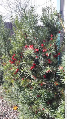 Taxus baccata, Тис ягодный|landshaft.info