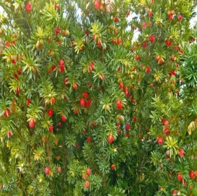 Тис ягодный (Taxus baccata) — путеводитель по отдыху в Крыму