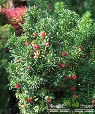 Семена Тис ягодный (Taxus baccata), 10 штук — купить в интернет-магазине по  низкой цене на Яндекс Маркете