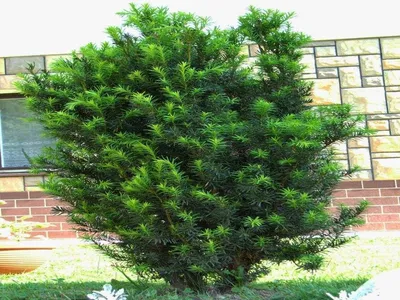 Тис ягодный (Taxus bassata Elegantissima): продажа, цена в Кобрине. Саженцы  декоративных деревьев и кустарников от \"Белорусский питомник растений  \"Зелёная хвоя\"\" - 29040324