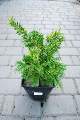 Тис ягодный Фастигиата (Taxus baccata Fastigiata)